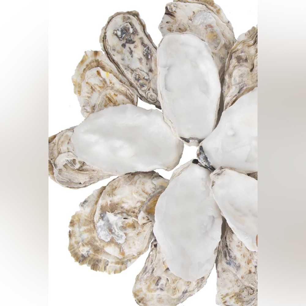 Natural Alaskan Oyster Shells- clear glazed & glossy